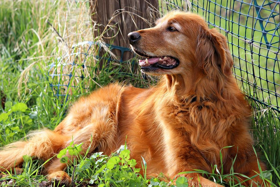 Golden retriever giống chó thông minh và biết tiết chế cảm xúc - 5
