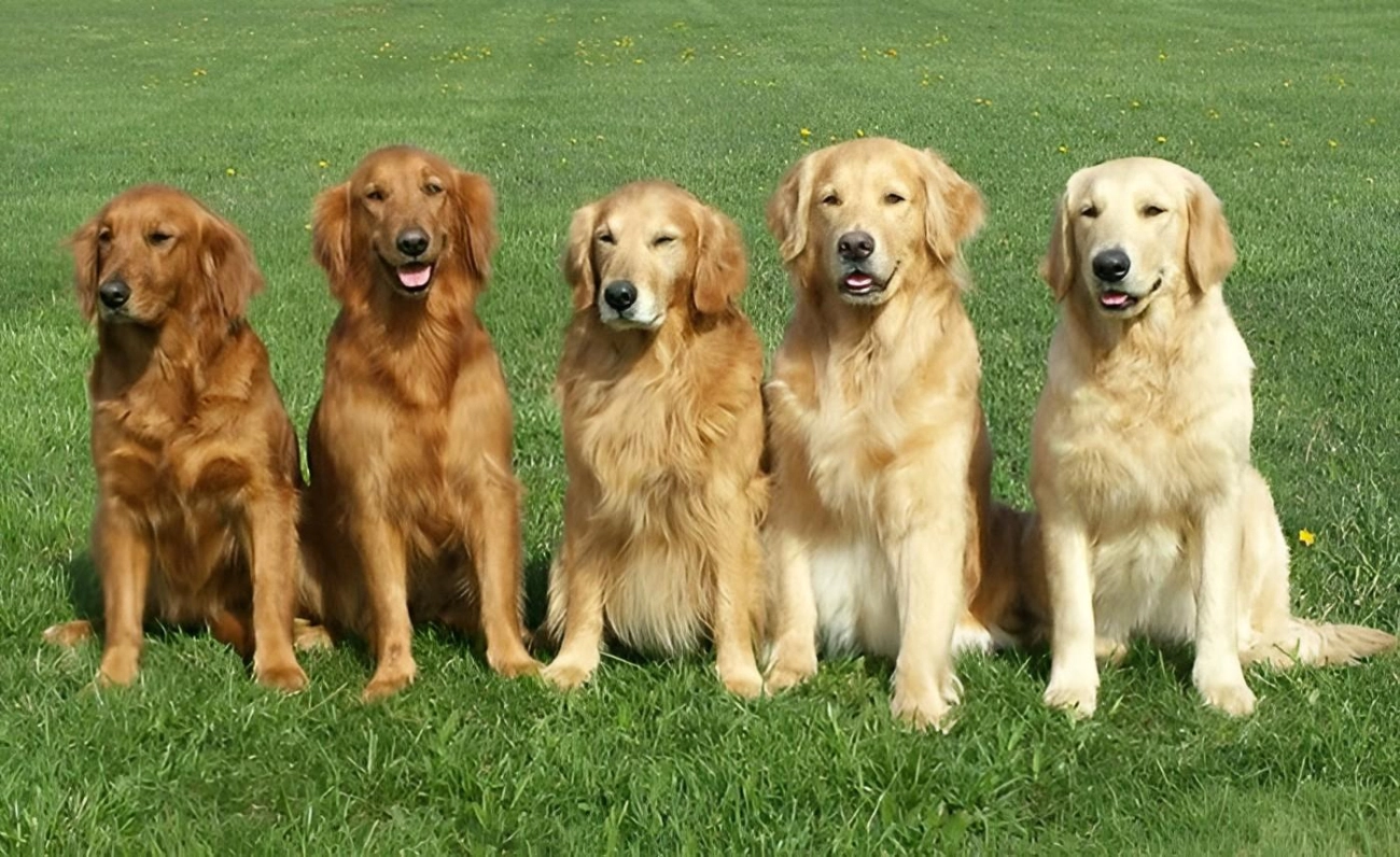 Golden retriever giống chó thông minh và biết tiết chế cảm xúc - 6