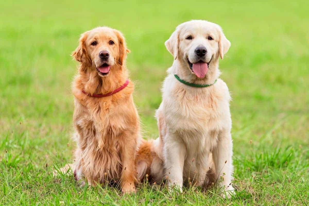 Golden retriever giống chó thông minh và biết tiết chế cảm xúc - 9