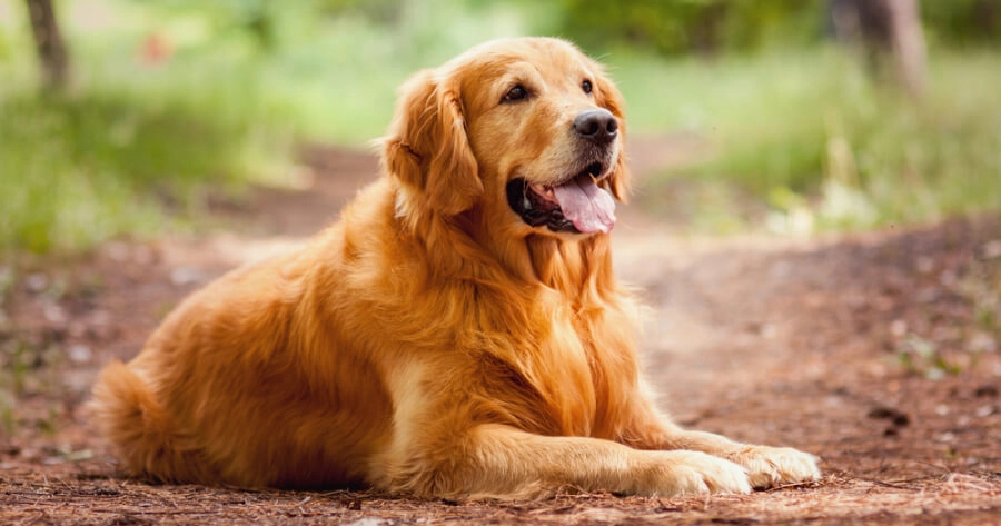 Golden retriever giống chó thông minh và biết tiết chế cảm xúc - 11