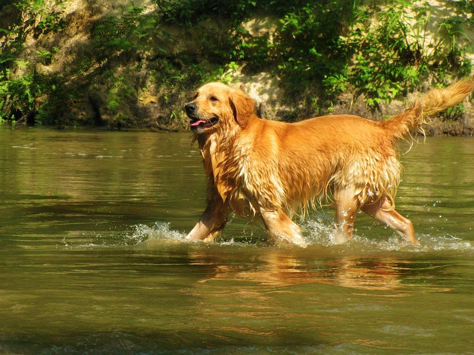Golden retriever giống chó thông minh và biết tiết chế cảm xúc - 16