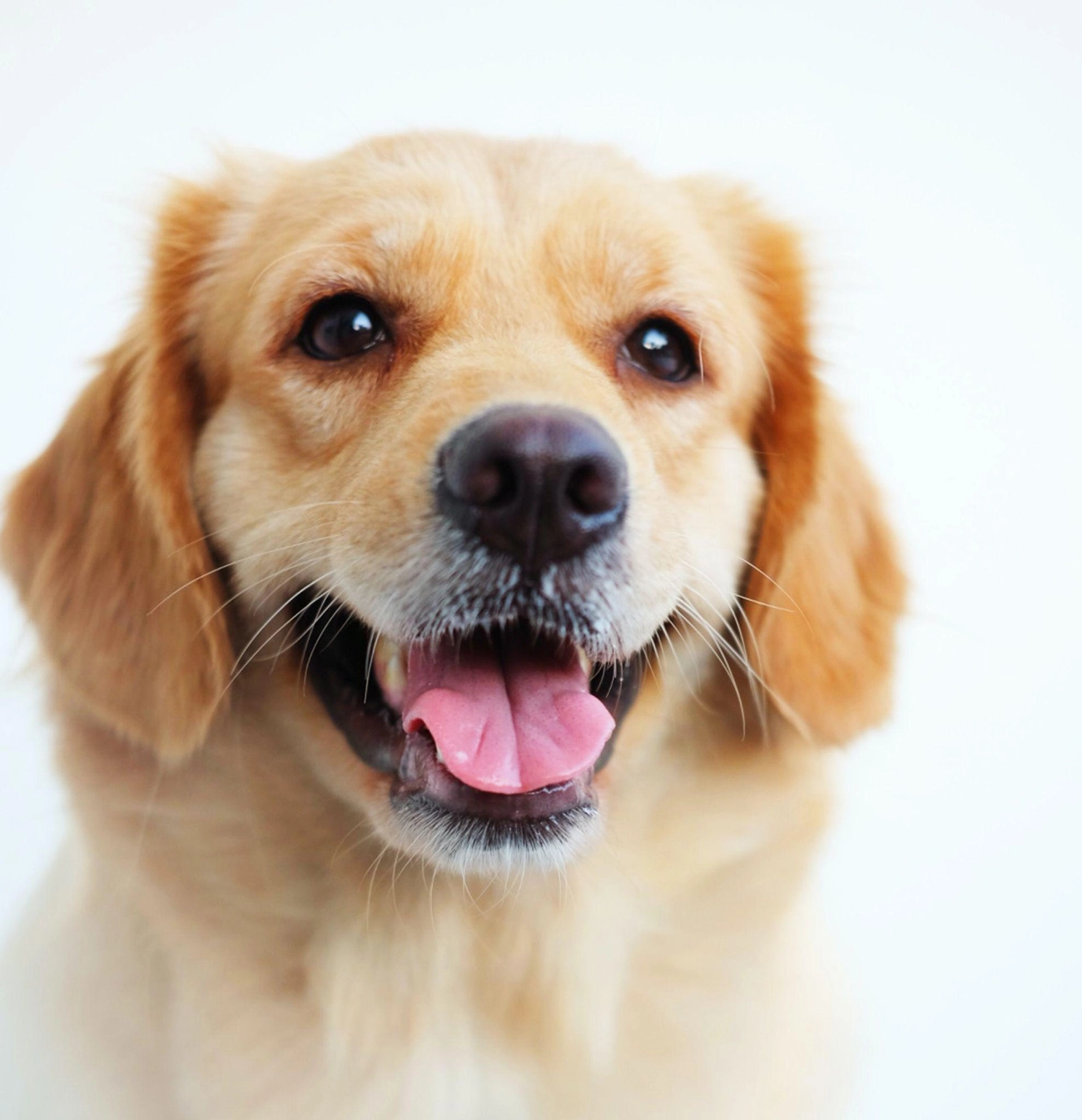 Golden retriever giống chó thông minh và biết tiết chế cảm xúc - 20