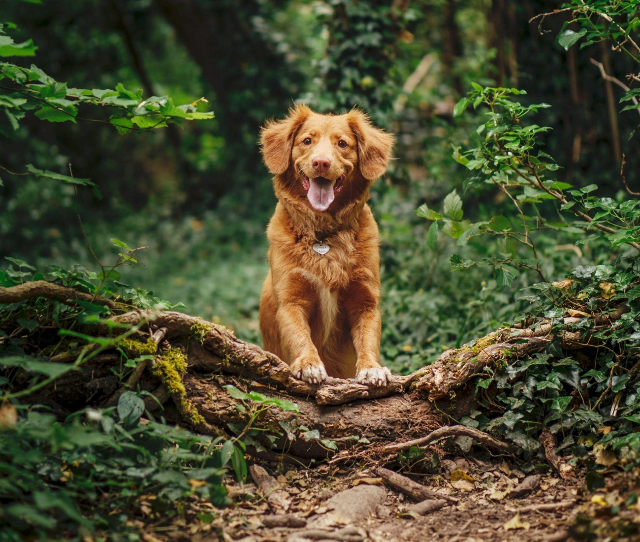 Golden retriever giống chó thông minh và biết tiết chế cảm xúc - 23