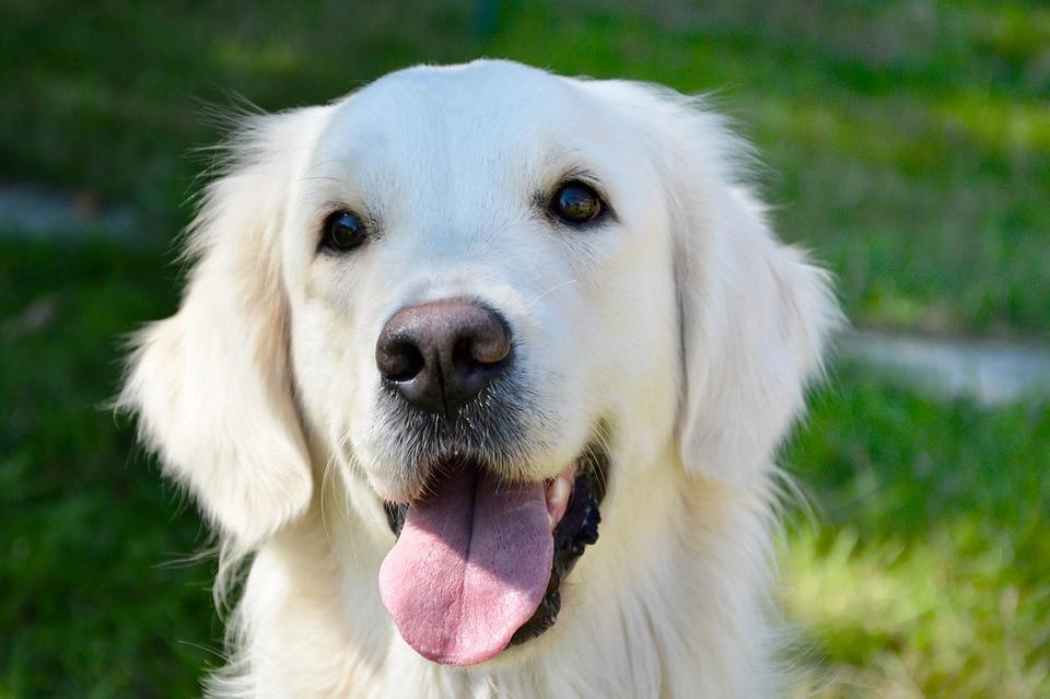 Golden retriever giống chó thông minh và biết tiết chế cảm xúc - 25