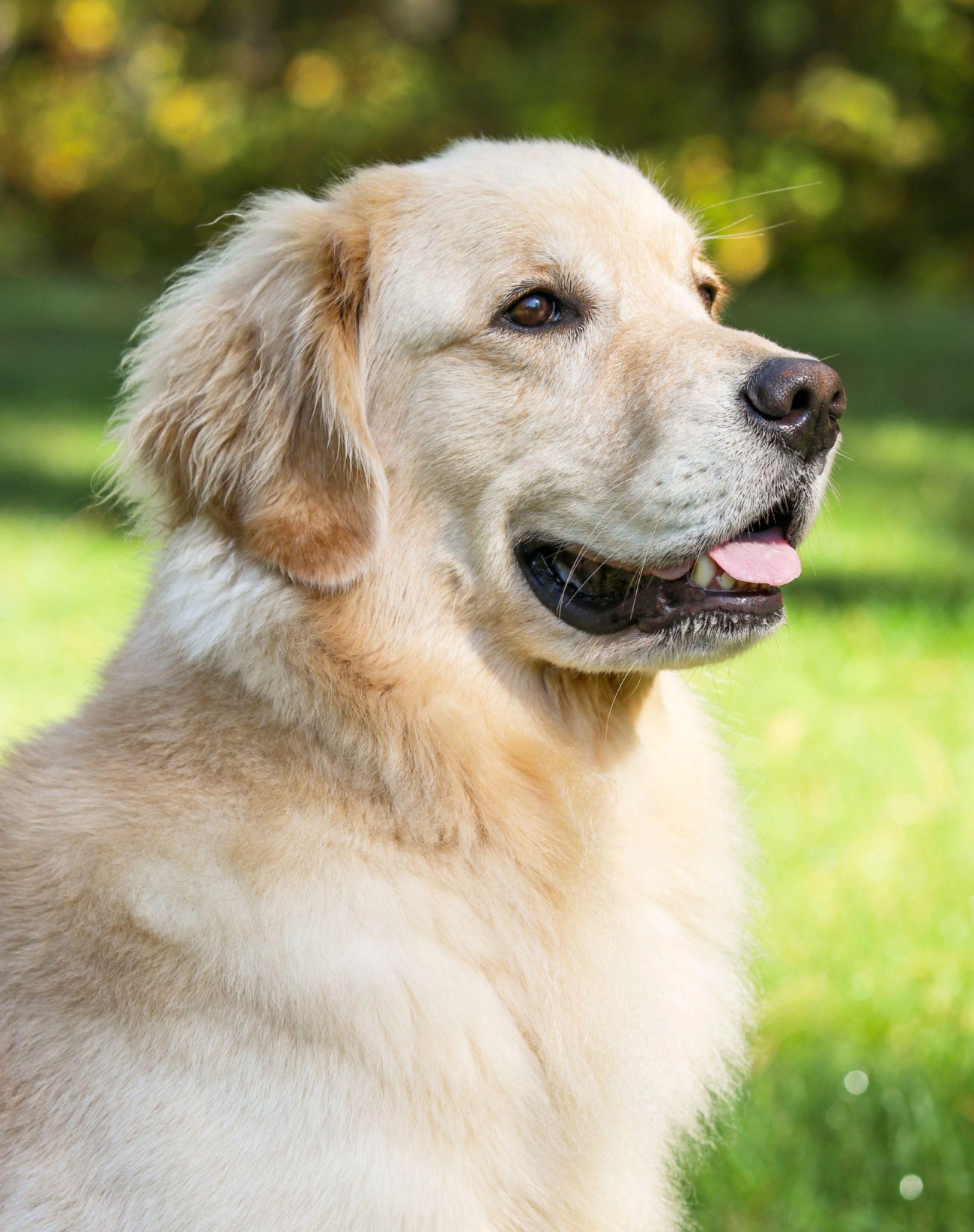 Golden retriever giống chó thông minh và biết tiết chế cảm xúc - 26