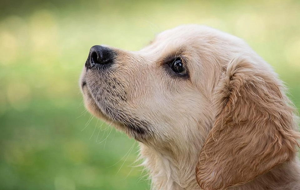 Golden retriever giống chó thông minh và biết tiết chế cảm xúc - 28