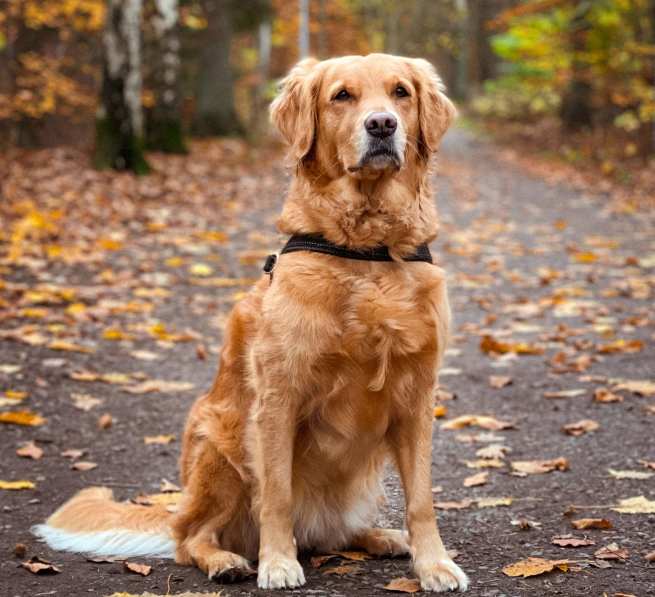 Golden retriever giống chó thông minh và biết tiết chế cảm xúc - 29