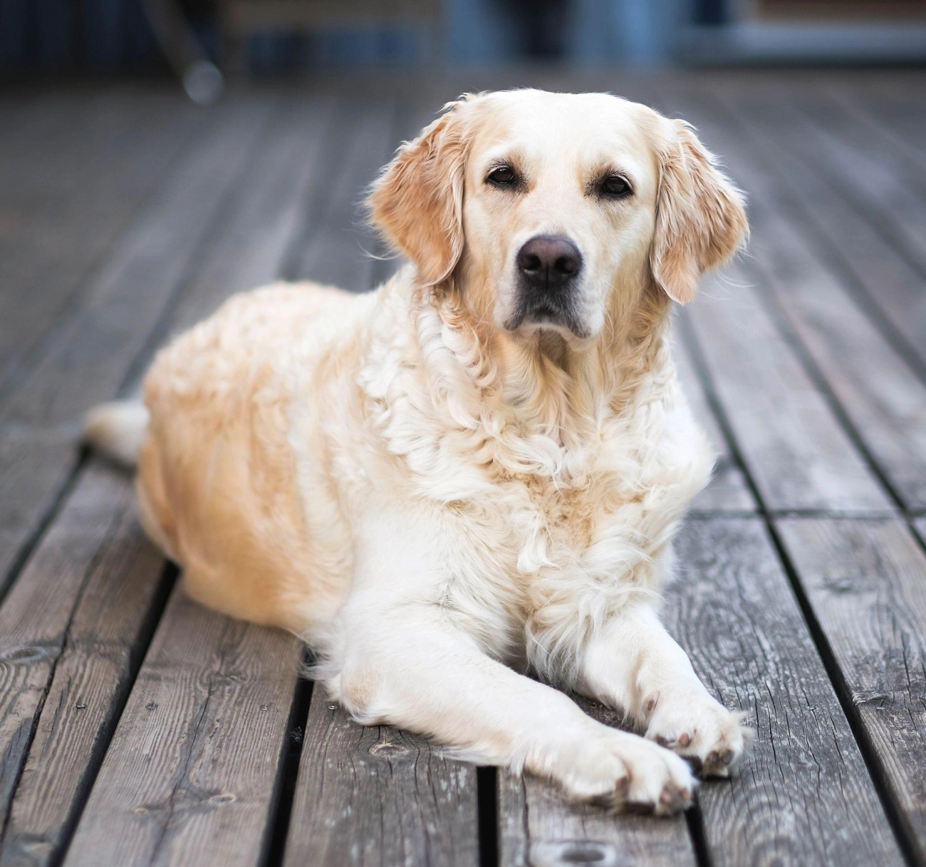 Golden retriever giống chó thông minh và biết tiết chế cảm xúc - 31