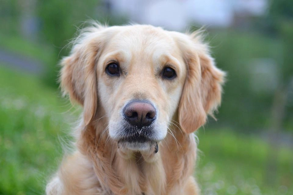 Golden retriever giống chó thông minh và biết tiết chế cảm xúc - 33