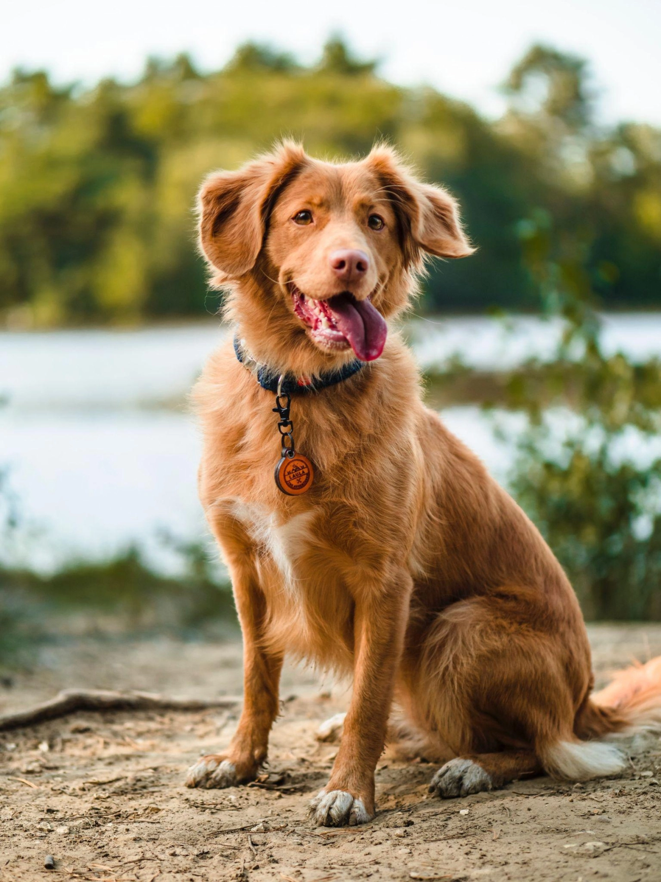 Golden retriever giống chó thông minh và biết tiết chế cảm xúc - 34