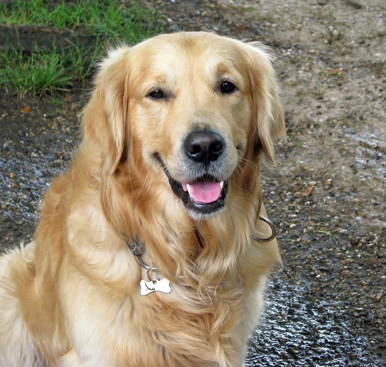Golden retriever giống chó thông minh và biết tiết chế cảm xúc - 36