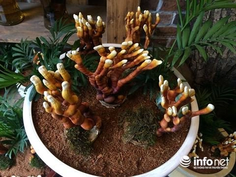 Hàng độc chơi tết nấm linh chi bonsai sừng hươu đỏ - 1