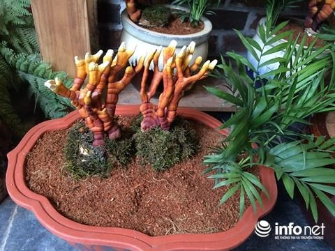 Hàng độc chơi tết nấm linh chi bonsai sừng hươu đỏ - 5