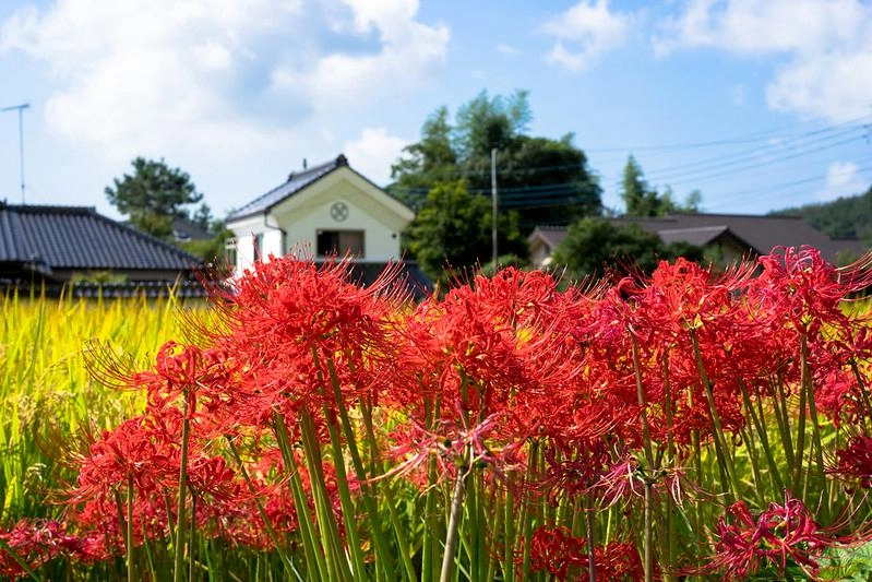 Hoa bỉ ngạn - phân loại ý nghĩa sự tích và những sự thật - 9