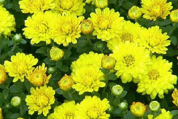 Hoa cúc - đặc điểm ý nghĩa công dụng và cách trồng giúp hoa nở đẹp - 1