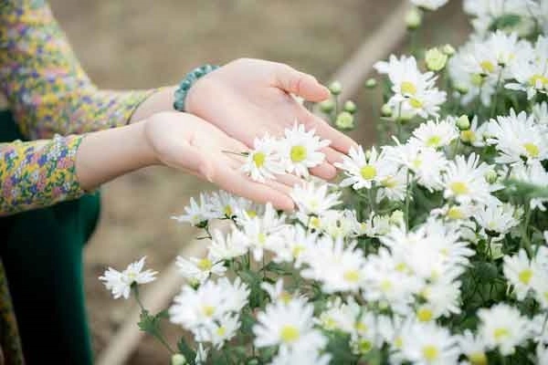 Hoa cúc - đặc điểm ý nghĩa công dụng và cách trồng giúp hoa nở đẹp - 2