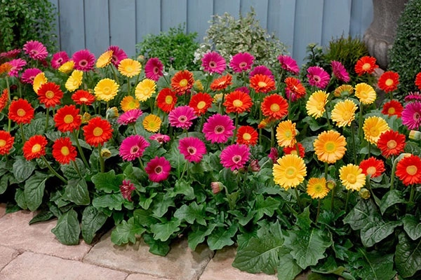 Hoa cúc - đặc điểm ý nghĩa công dụng và cách trồng giúp hoa nở đẹp - 4