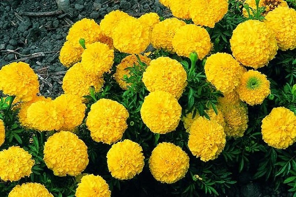 Hoa cúc - đặc điểm ý nghĩa công dụng và cách trồng giúp hoa nở đẹp - 5