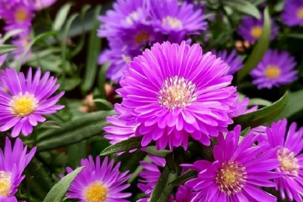 Hoa cúc - đặc điểm ý nghĩa công dụng và cách trồng giúp hoa nở đẹp - 6