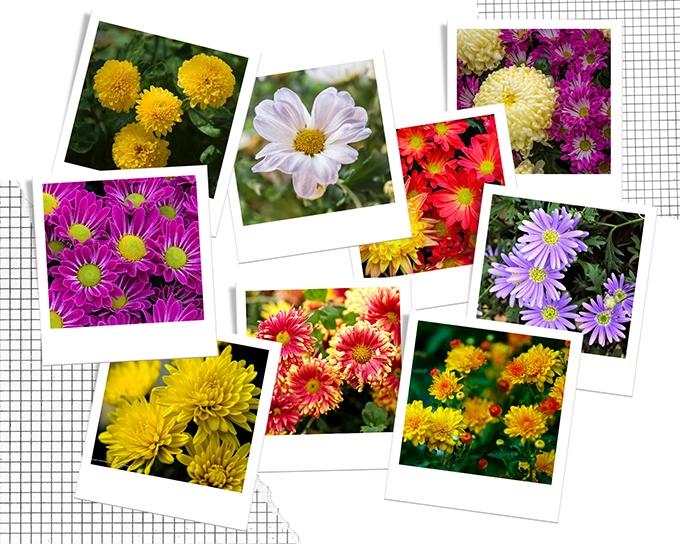Hoa cúc - phân loại ý nghĩa công dụng và cách trồng giúp hoa nở đẹp - 1