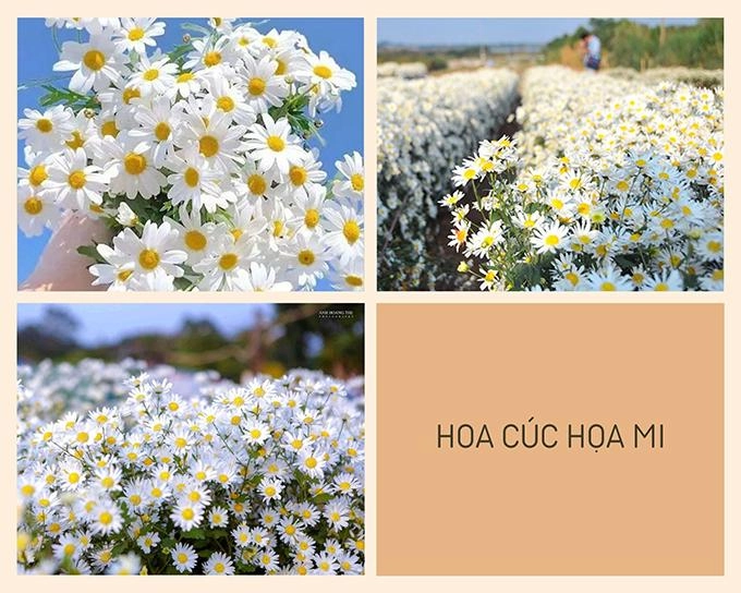 Hoa cúc - phân loại ý nghĩa công dụng và cách trồng giúp hoa nở đẹp - 2