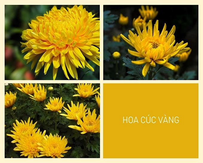 Hoa cúc - phân loại ý nghĩa công dụng và cách trồng giúp hoa nở đẹp - 3