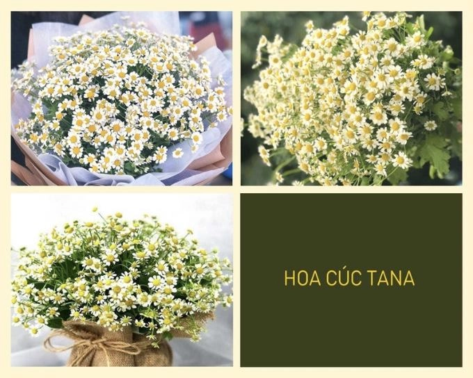 Hoa cúc - phân loại ý nghĩa công dụng và cách trồng giúp hoa nở đẹp - 4