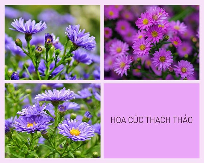 Hoa cúc - phân loại ý nghĩa công dụng và cách trồng giúp hoa nở đẹp - 5