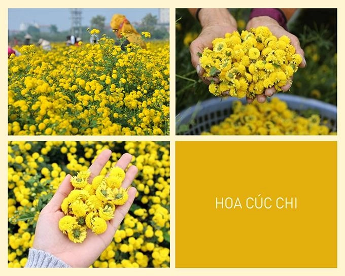 Hoa cúc - phân loại ý nghĩa công dụng và cách trồng giúp hoa nở đẹp - 6
