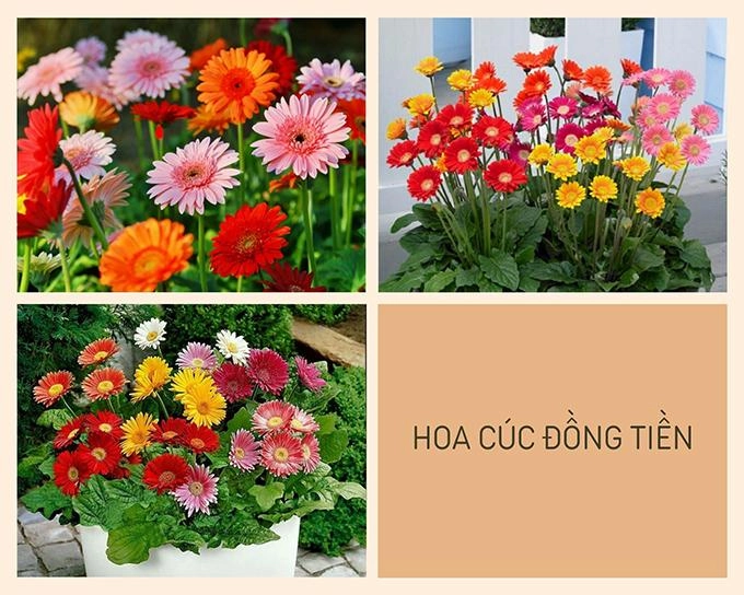 Hoa cúc - phân loại ý nghĩa công dụng và cách trồng giúp hoa nở đẹp - 7