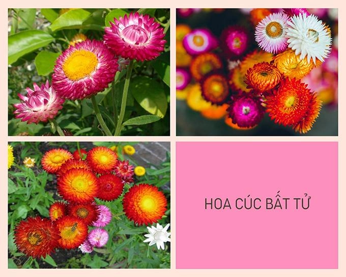 Hoa cúc - phân loại ý nghĩa công dụng và cách trồng giúp hoa nở đẹp - 8