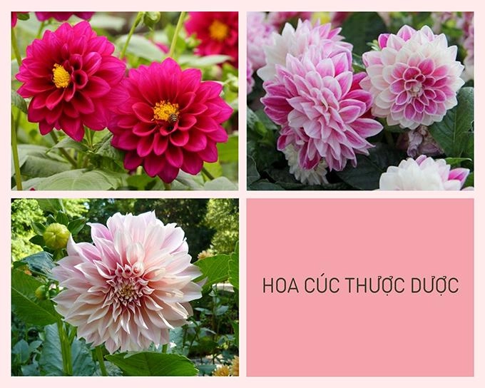 Hoa cúc - phân loại ý nghĩa công dụng và cách trồng giúp hoa nở đẹp - 9