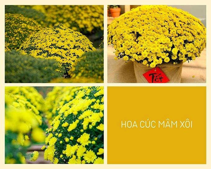 Hoa cúc - phân loại ý nghĩa công dụng và cách trồng giúp hoa nở đẹp - 11