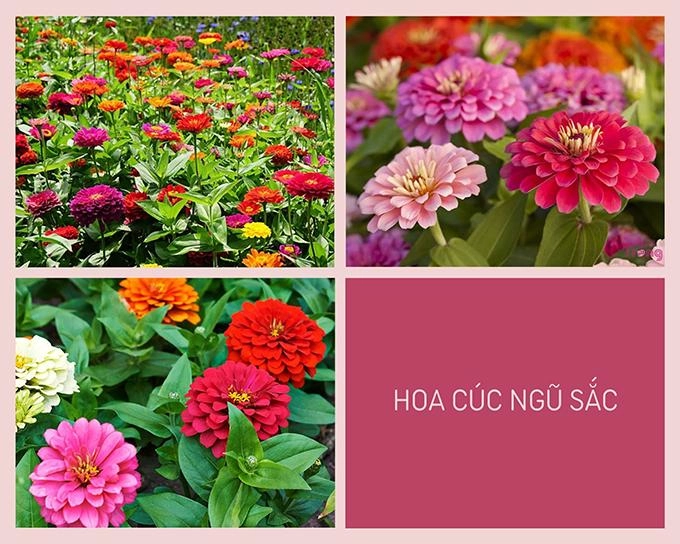 Hoa cúc - phân loại ý nghĩa công dụng và cách trồng giúp hoa nở đẹp - 12