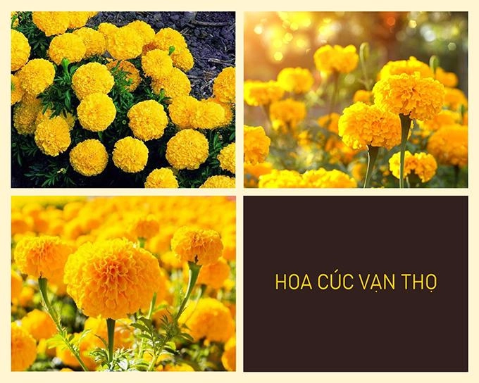 Hoa cúc - phân loại ý nghĩa công dụng và cách trồng giúp hoa nở đẹp - 13