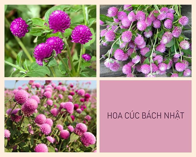 Hoa cúc - phân loại ý nghĩa công dụng và cách trồng giúp hoa nở đẹp - 14