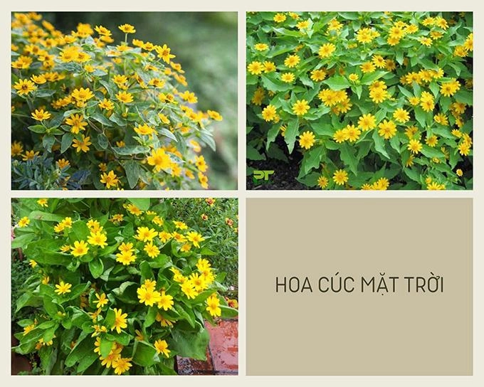 Hoa cúc - phân loại ý nghĩa công dụng và cách trồng giúp hoa nở đẹp - 15