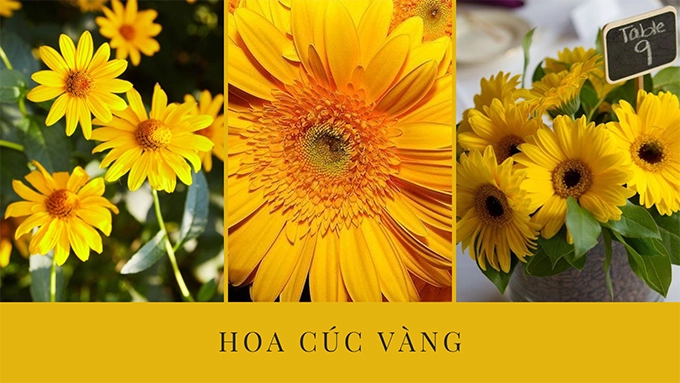 Hoa cúc - phân loại ý nghĩa công dụng và cách trồng giúp hoa nở đẹp - 16