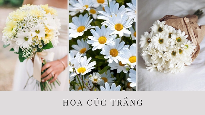 Hoa cúc - phân loại ý nghĩa công dụng và cách trồng giúp hoa nở đẹp - 17