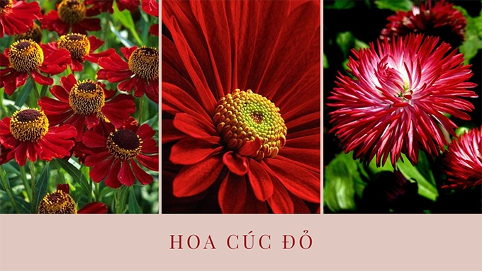 Hoa cúc - phân loại ý nghĩa công dụng và cách trồng giúp hoa nở đẹp - 18