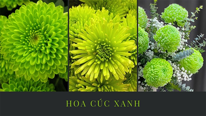 Hoa cúc - phân loại ý nghĩa công dụng và cách trồng giúp hoa nở đẹp - 20