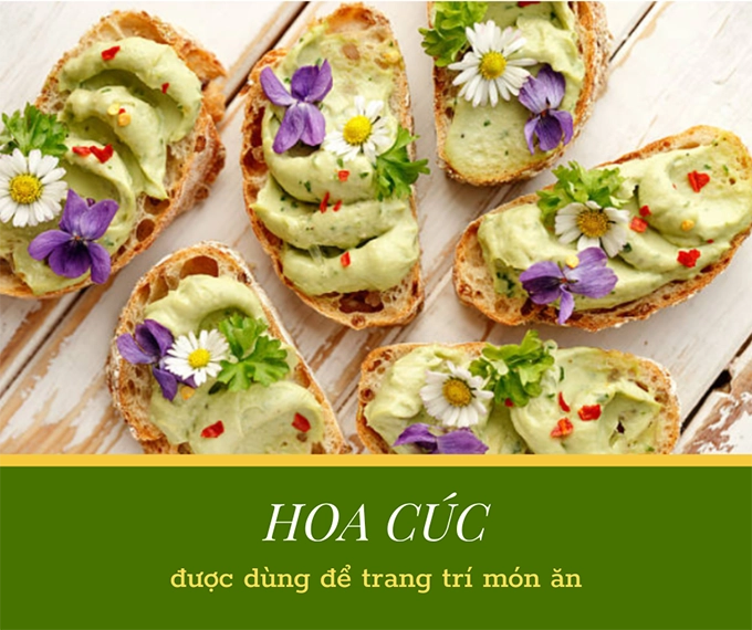 Hoa cúc - phân loại ý nghĩa công dụng và cách trồng giúp hoa nở đẹp - 23