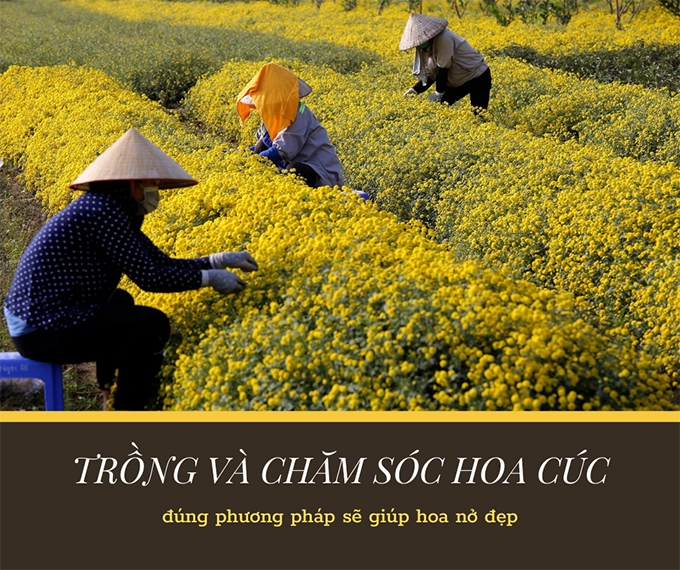 Hoa cúc - phân loại ý nghĩa công dụng và cách trồng giúp hoa nở đẹp - 24