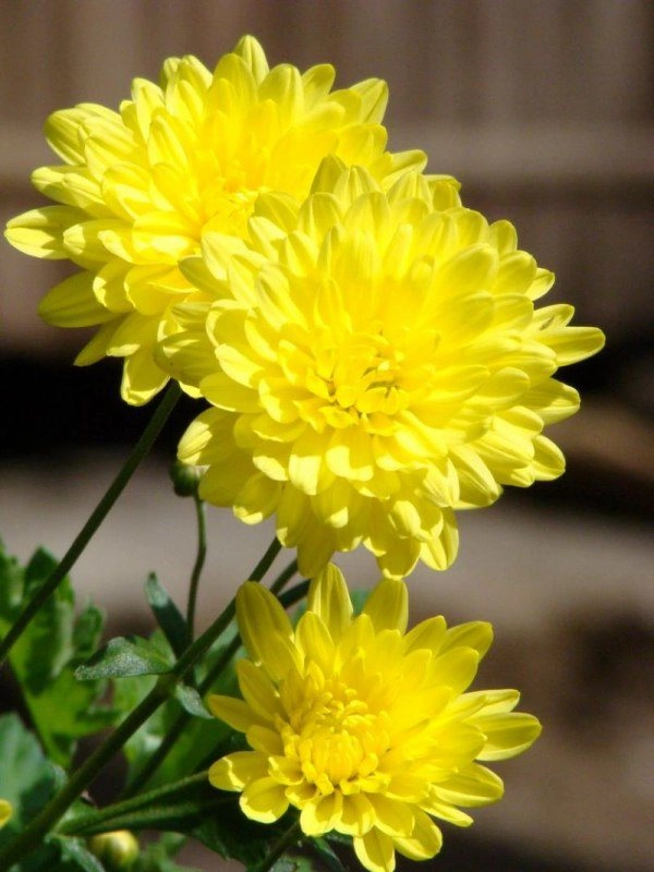Hoa cúc sau tết đừng vứt đi phí của cắt cành ra giâm vài tháng sau có hoa mới - 2