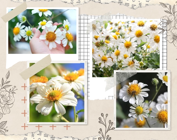 Hoa dã quỳ đặc điểm ý nghĩa và kinh nghiệm check-in đẹp lung linh - 5