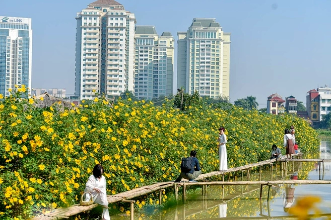 Hoa dã quỳ đặc điểm ý nghĩa và kinh nghiệm check-in đẹp lung linh - 11