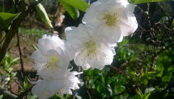 Hoa đào ngày tết sự tích ý nghĩa và cách chăm sóc cho hoa nở đẹp - 5