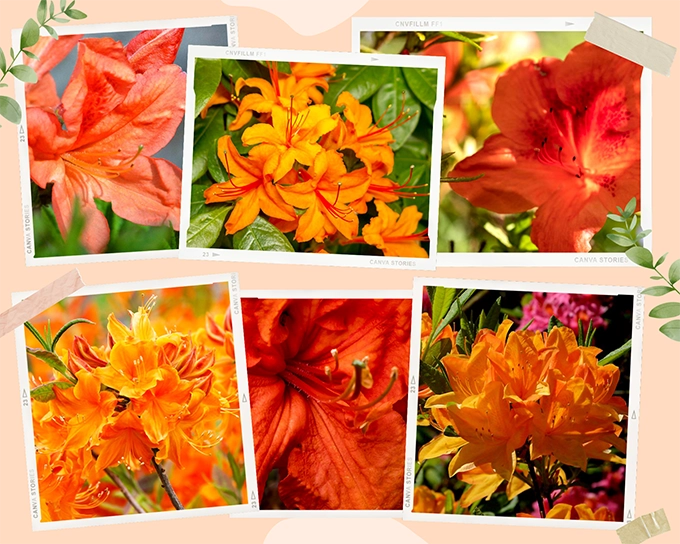 Hoa đỗ quyên ý nghĩa phân loại cách trồng và chăm sóc tốt nhất - 9