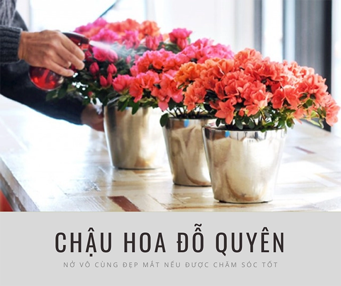 Hoa đỗ quyên ý nghĩa phân loại cách trồng và chăm sóc tốt nhất - 11