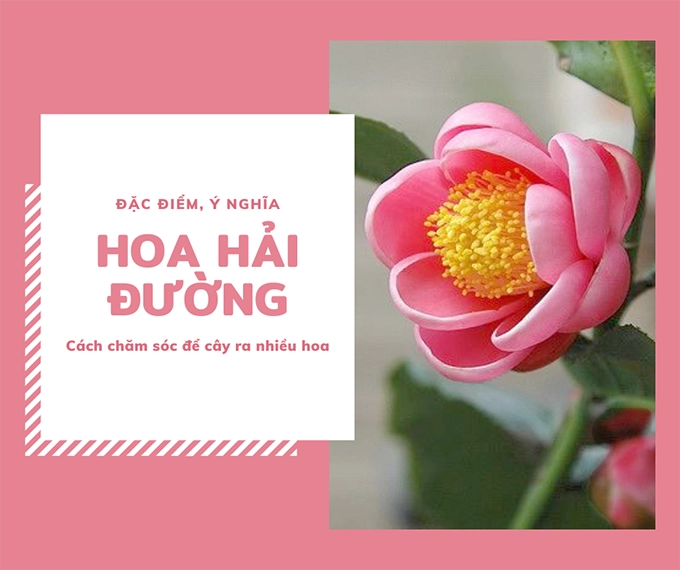 Hoa hải đường ý nghĩa cách trồng và cách chăm sóc để cây ra nhiều hoa - 1